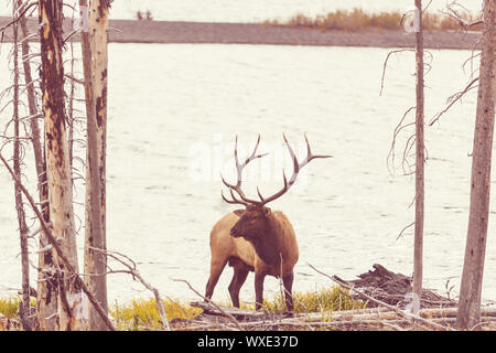 Elk Stock Photo