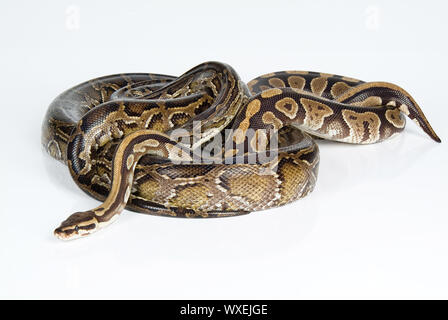 Royal Python Stock Photo