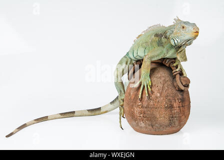 Iguana Stock Photo