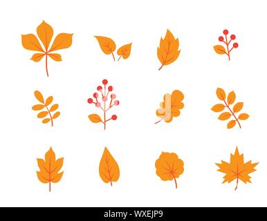 Autumn leaves set. Fall leaf and berries icons. Floral nature symbols over white background. Stock Vector