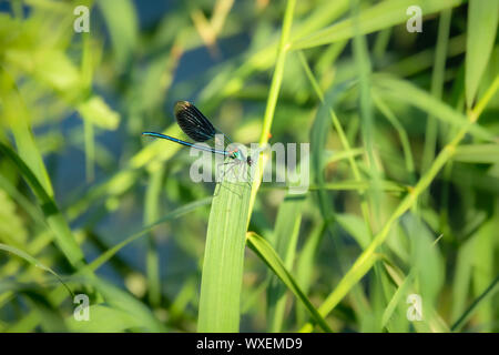 beautiful dragonfly insect Stock Photo