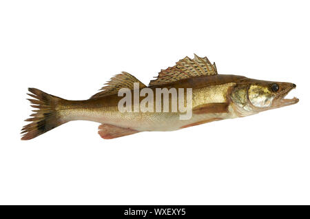 Pike fresh without retouching on a light background Stock Photo