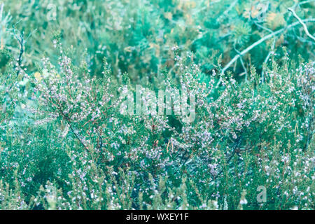Fresh wild heather in neo mint trendy pastel color. Green grass texture. Background of field grass with small white flowers. Stock Photo