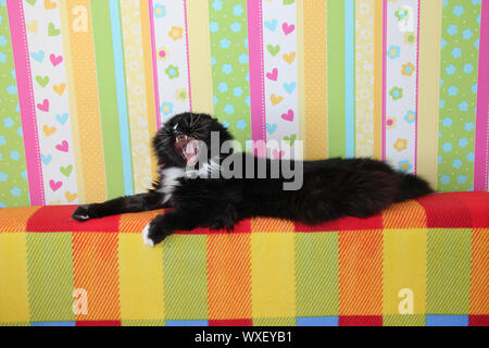 Cat yawning. Lazy black cat laying on colored back of sofa and yawning. Black and white cat laying on back of sofa with colored fabric. Domectic anima Stock Photo