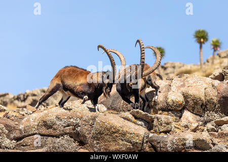 rare Walia ibex in Simien Mountains Ethiopia Stock Photo