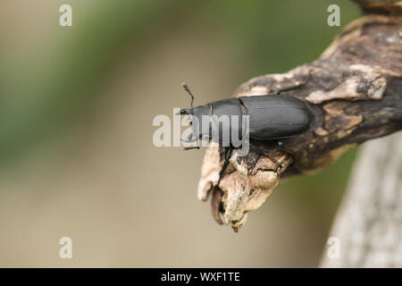 A Lesser Stag Beetle, Dorcus parallelipipedus, perching on a tree stump in woodland. Stock Photo