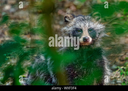 Raccoon dog - Nyctereutes procyonoides Stock Photo