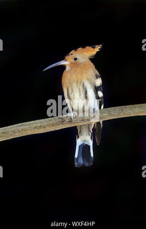 Eurasian hoopoe - Upupa epops Stock Photo