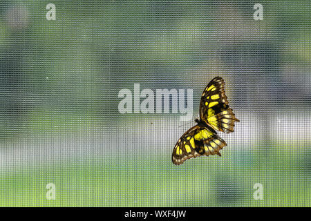 Lacewing butterfly sitting on a net Stock Photo