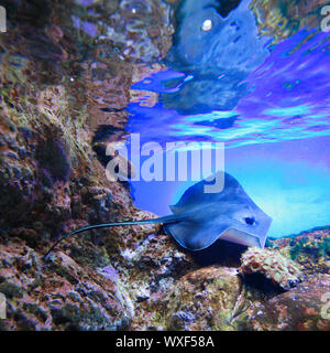 Stingray swimming on tropical coral reef Stock Photo