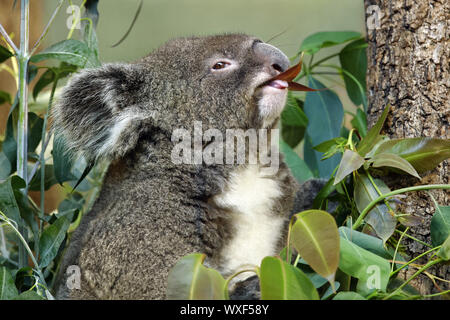 Koala - Phascolarctos cinereus Stock Photo