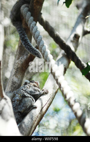 Koala climbing a tree in a zoo Stock Photo