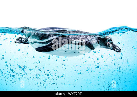 Humboldt Penguin (Spheniscus humboldti) also termed Peruvian Penguin, or Patranca, swimming in the clear water. Stock Photo