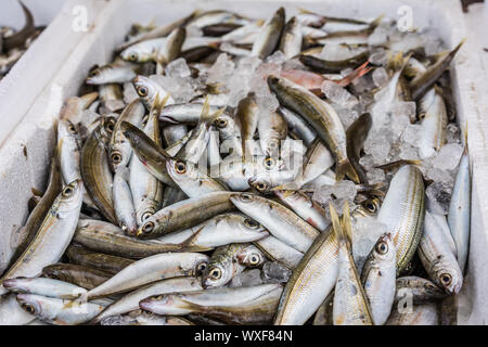 Box of tiny freshly caught sardines Stock Photo