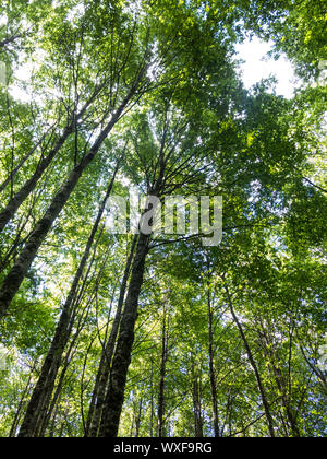 Nature walk in the Huilo Huilo Biological Reserve. It is a temperate humid forest with species such as Tepa, Coigue, Olivillo and Rauli renovales, Pan Stock Photo