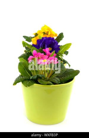colorful primulas in green flower pots Stock Photo