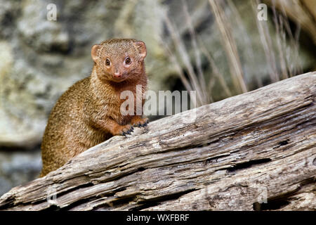 Common dwarf mongoose - Helogale parvula Stock Photo