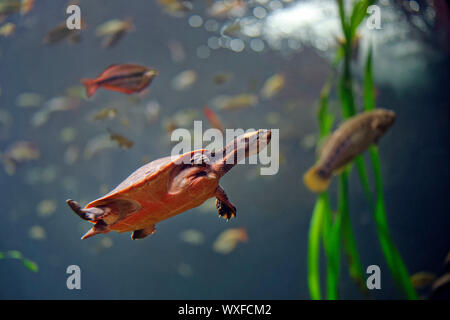 Red-bellied short-necked turtle  - Emydura subglobosa