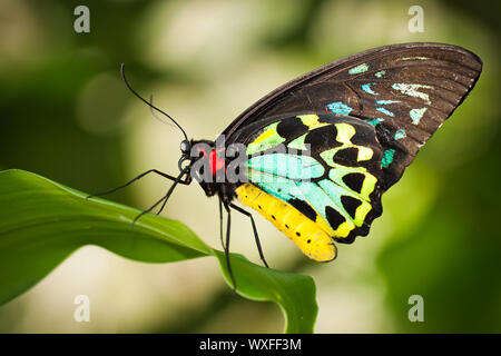Beautiful male Cairns birdwing butterfly  (Ornithoptera euphorion) on a leaf Stock Photo