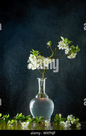 Patients with lichen flowering branches of plum in a vase with small branches on a wet glass against the background of small dro Stock Photo