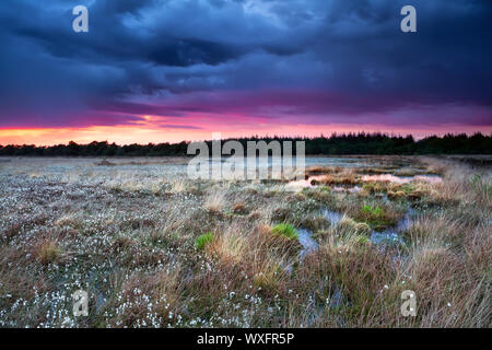 flowering cottongrass on swamp at sunset during storm Stock Photo
