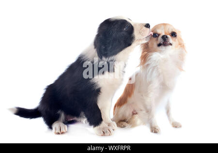 portrait of puppy border collie and angry chihuahua in front of white background Stock Photo
