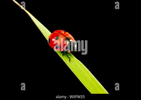 ladybug on grass Stock Photo