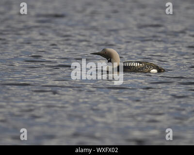 Arctic loon Stock Photo