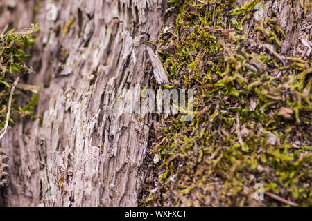 moss growing on tree bark Stock Photo