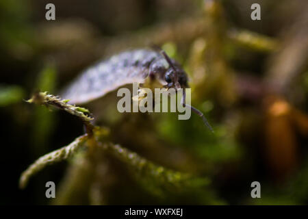 pill bug crawling on moss in forest Stock Photo