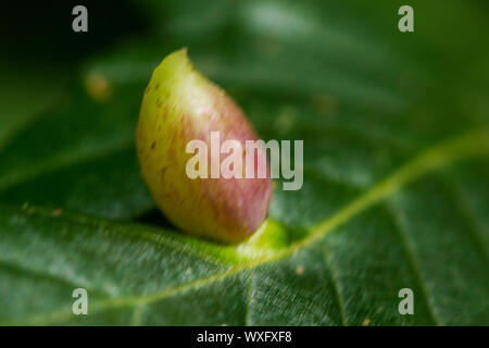 Oak apple or Oak gall, is a wasp nest made from the larvae chemicals ...