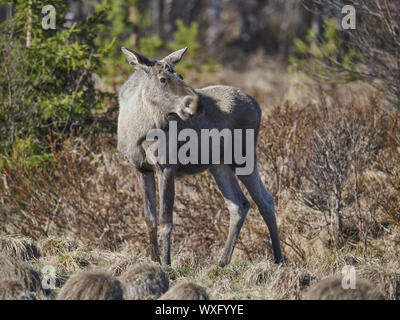 moose Stock Photo