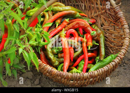 Organic red peppers pickling on a wicker basket in the garden Stock Photo