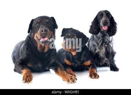 portrait of a purebred puppy rottweiler, adult and cocker spaniel in front of white background Stock Photo