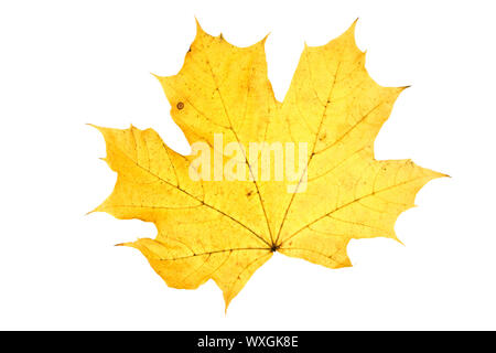 leaf on wihite Stock Photo