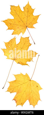 leaf on wihite Stock Photo