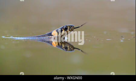Adult Grass snake swims in green waters while hunting with sticking his tongue out to gather scents of prey Stock Photo