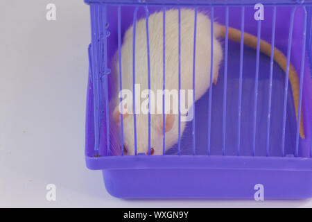 The mouse looks out of the cage. The look of the rodent. The rat is sitting behind bars. Stock Photo