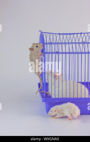 A rat clambers over the cage. The mouse is sitting behind bars. Decorative rodents closeup. Stock Photo