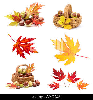 Collage from different autumn leaves and chestnuts Stock Photo