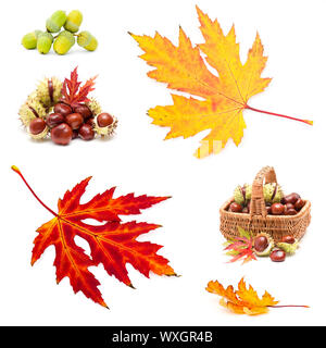 Collage from different autumn leaves, chestnuts and acorns Stock Photo