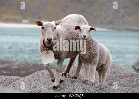 Sheep and lamb in coast Stock Photo
