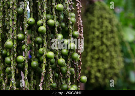 arenga pinnata palm seed Stock Photo