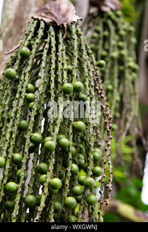 arenga pinnata palm seed Stock Photo