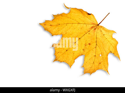 leaf on white isolated Stock Photo