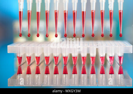 DNA analysis: loading reaction mixture into 96-well plate with multichannel pipette Stock Photo