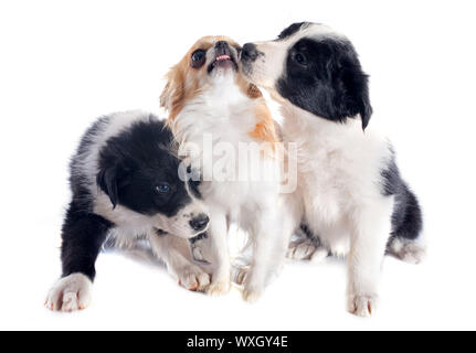portrait of puppies border collies and angry chihuahua in front of white background Stock Photo