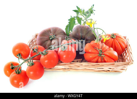 varieties of tomatoes in front of white background Stock Photo