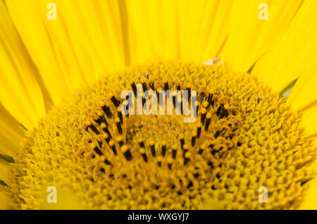 Helianthus, macro of a sunflower with fine details Stock Photo