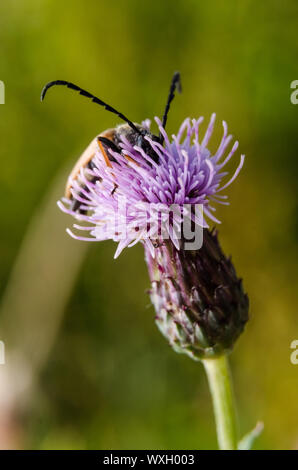 Cerambycidae, Cirsium muticum, macro of a longhorn beetle on a swamp thistle flowering plant Stock Photo